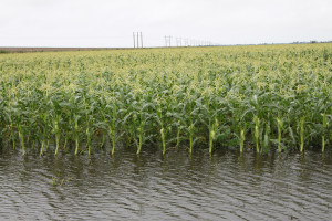 04.4 Severe Florida weather damages crops